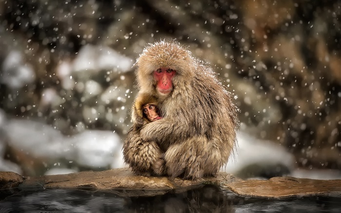 Japanese macaques, monkey, winter, snow, mother and baby Wallpapers Pictures Photos Images