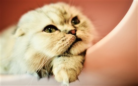 Lovely cat, face, eyes HD wallpaper
