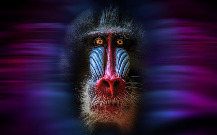 Monkey, mandrillus, face, black background Wallpapers Pictures Photos Images