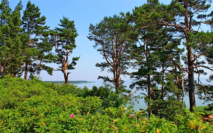 Nida, Lithuania, seashore, pine trees, sea, blue sky Wallpapers Pictures Photos Images
