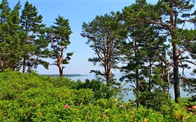 Nida, Lithuania, seashore, pine trees, sea, blue sky HD wallpaper