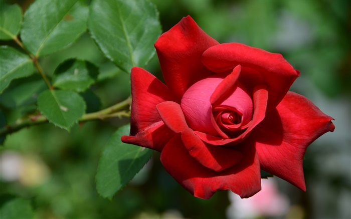 One red rose flower, bokeh Wallpapers Pictures Photos Images