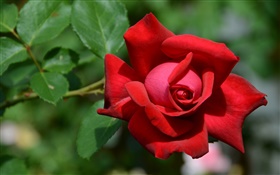 One red rose flower, bokeh HD wallpaper