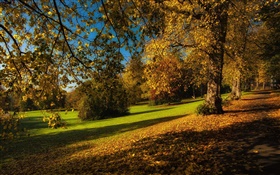 Park, autumn, trees, yellow leaves, ground