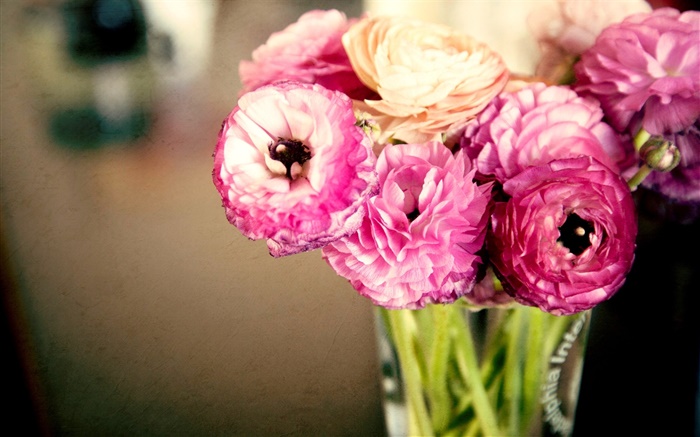 Pink flowers, ranunculus, vase Wallpapers Pictures Photos Images