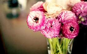 Pink flowers, ranunculus, vase HD wallpaper