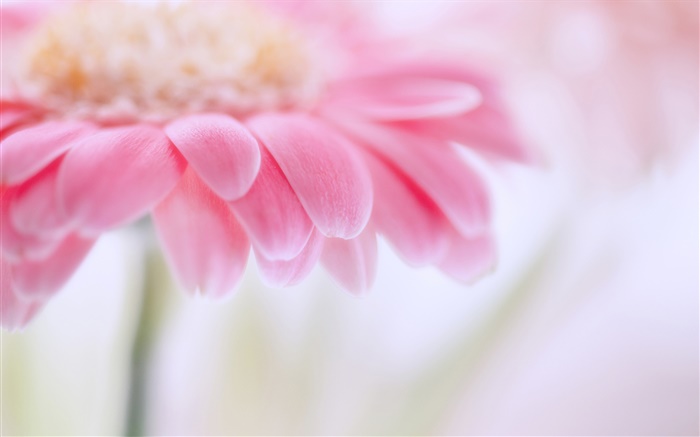 Pink gerbera, flower petals Wallpapers Pictures Photos Images