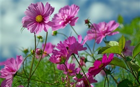 Pink kosmeya flowers, summer HD wallpaper