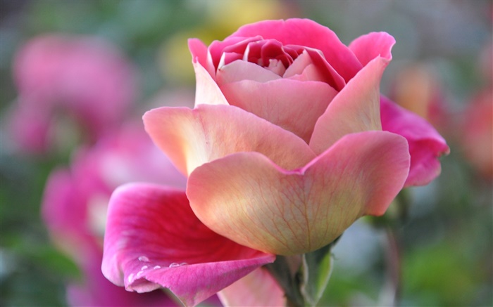 Pink rose, petals, bud Wallpapers Pictures Photos Images