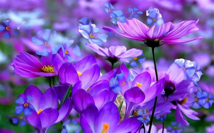 Purple crocus flowers, petals, macro, art ink Wallpapers Pictures Photos Images