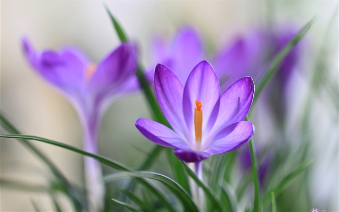 Purple crocus petals, grass, spring Wallpapers Pictures Photos Images