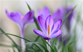 Purple crocus petals, grass, spring