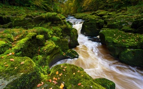 River wharfe, North Yorkshire, England, stones, moss, autumn