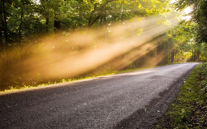 Road, trees, morning, fog, sunlight Wallpapers Pictures Photos Images