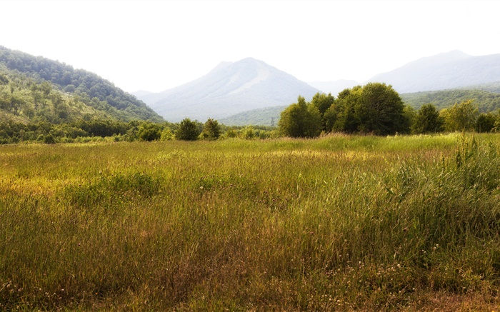 Russia, Kamchatka, mountains, trees, grass Wallpapers Pictures Photos Images