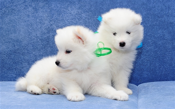 Samoyed, white dogs, puppies Wallpapers Pictures Photos Images