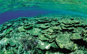 Shallow sea area, underwater creatures close-up
