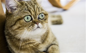 Shorthair cat, cute kitten, eyes, face HD wallpaper