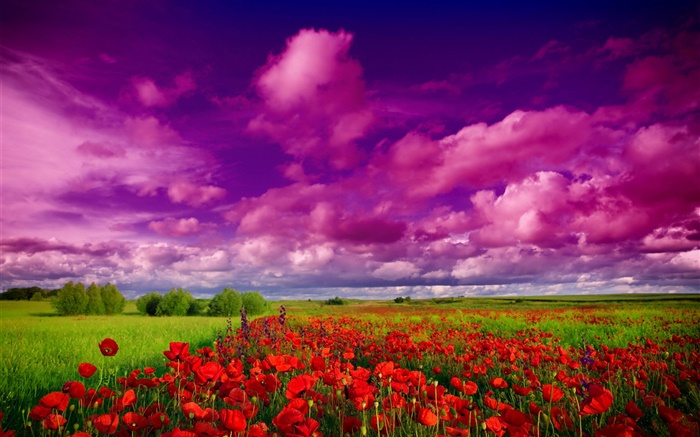 Sky, clouds, field, flowers, red poppies Wallpapers Pictures Photos Images