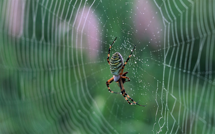 Spider, spider web, drops of water Wallpapers Pictures Photos Images