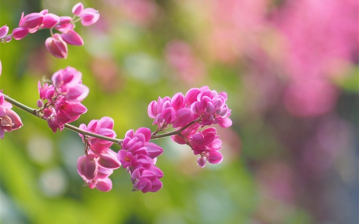 Twigs, pink flowers, bloom, blur Wallpapers Pictures Photos Images