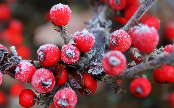 Twigs, red berries, fruits, frost Wallpapers Pictures Photos Images