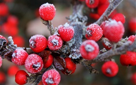 Twigs, red berries, fruits, frost