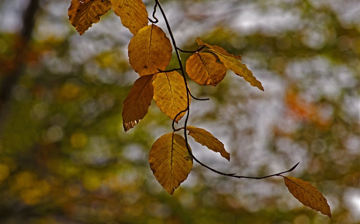 Twigs, yellow leaves, autumn, bokeh Wallpapers Pictures Photos Images