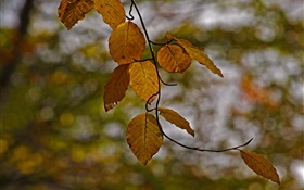 Twigs, yellow leaves, autumn, bokeh HD wallpaper