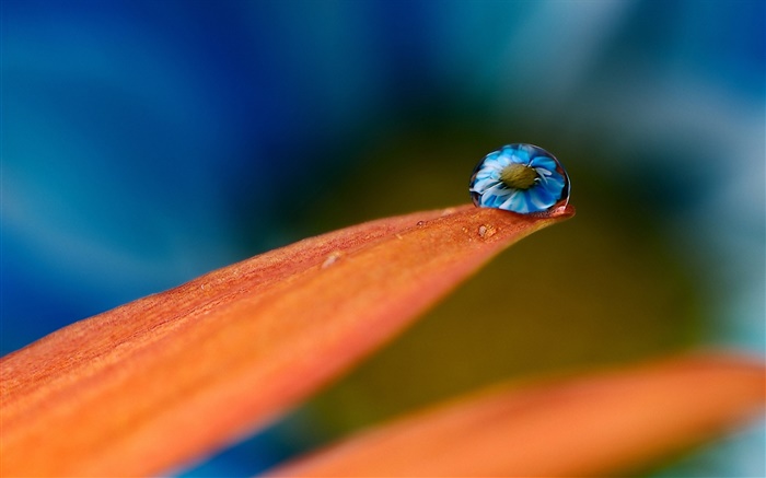 Water drops on flower petals Wallpapers Pictures Photos Images