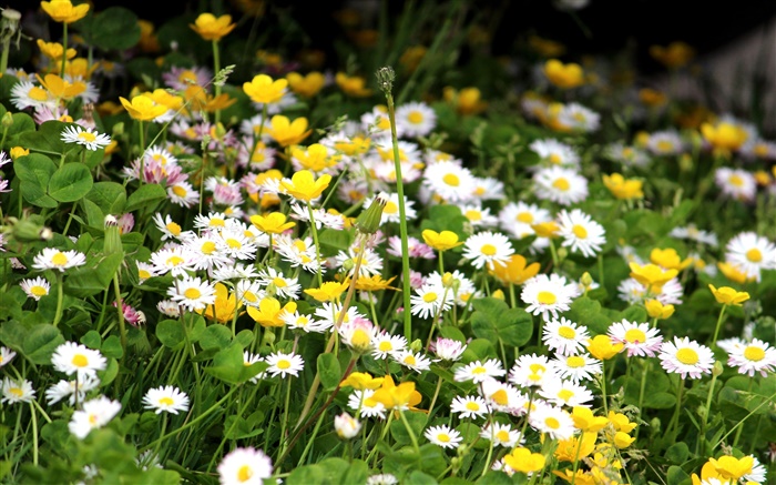 White chrysanthemums, yellow flowers Wallpapers Pictures Photos Images