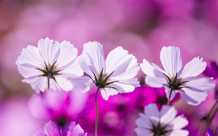 White kosmeya flowers, petals, purple background Wallpapers Pictures Photos Images