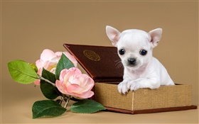 White puppy, flowers, box