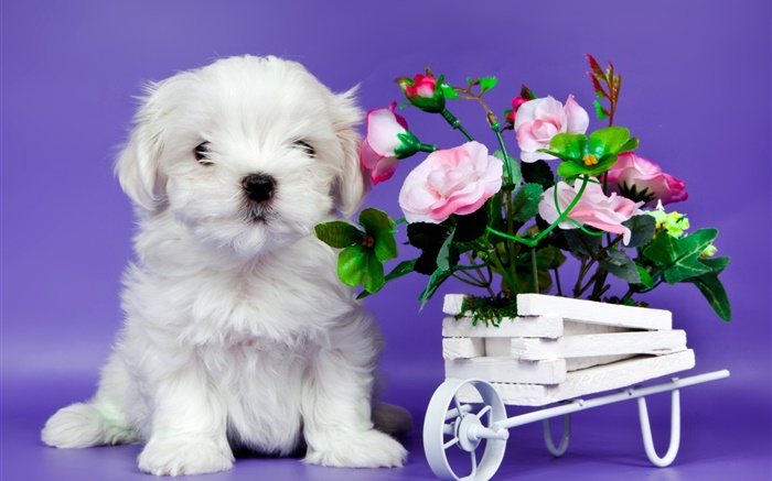 White puppy, pink rose flowers Wallpapers Pictures Photos Images