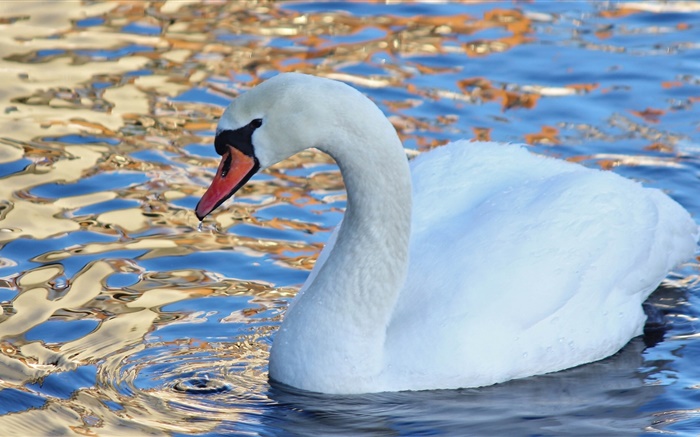 White swan, water bird, lake Wallpapers Pictures Photos Images
