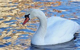White swan, water bird, lake