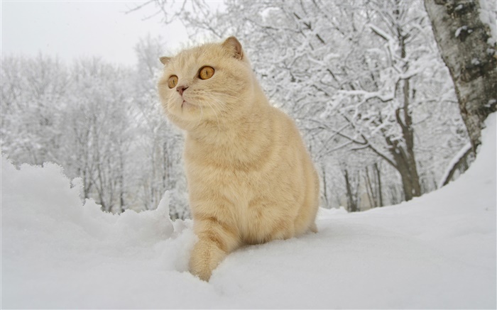 Winter, snow, cat Wallpapers Pictures Photos Images