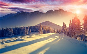 Winter, snow, cold, mountains, trees, spruce, sky, sunrise, shadows HD wallpaper