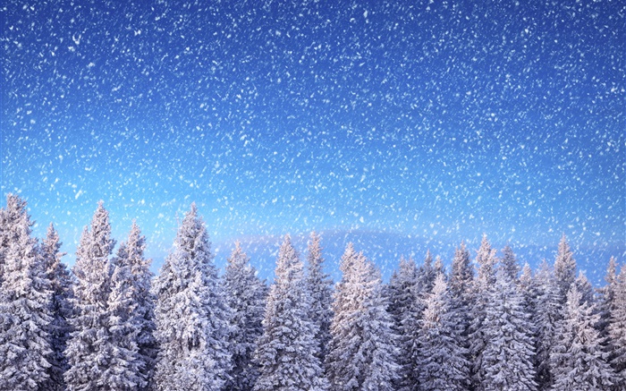 Winter, spruce trees, blue sky, snowflakes, snow Wallpapers Pictures Photos Images