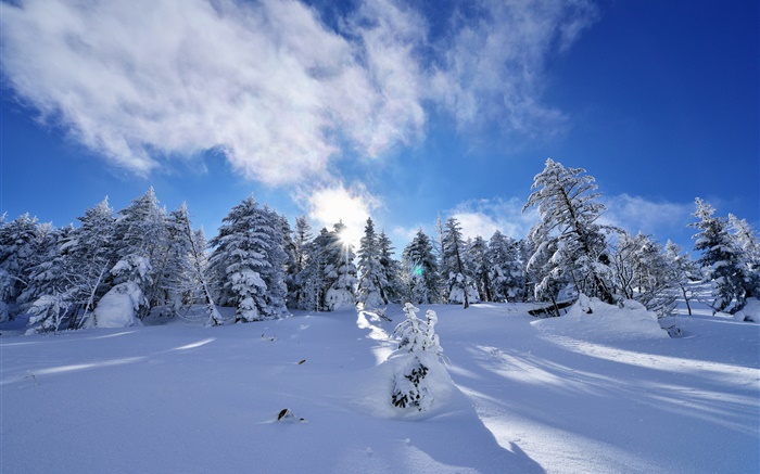 Winter, thick snow, trees, spruce, slope, clouds Wallpapers Pictures Photos Images