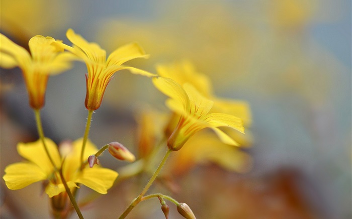 Yellow flowers, buds, bokeh Wallpapers Pictures Photos Images