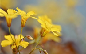 Yellow flowers, buds, bokeh HD wallpaper