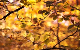 Yellow leaves, twigs, autumn HD wallpaper