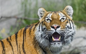 Amur tiger, big cat, eyes, fangs HD wallpaper