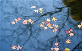 Autumn, water reflection, yellow maple leaves
