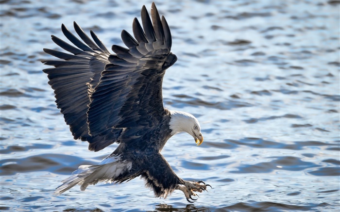 Bald eagle, wings, flying, fishing, water Wallpapers Pictures Photos Images
