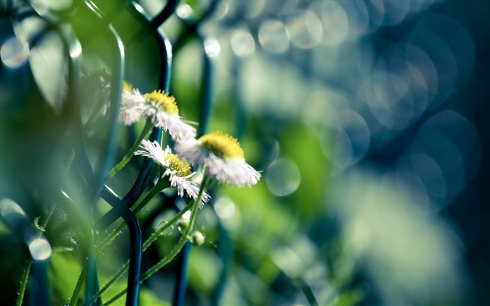 Barbed wire, white wildflowers Wallpapers Pictures Photos Images