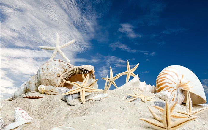 Beach, seashells, starfishes, blue sky Wallpapers Pictures Photos Images