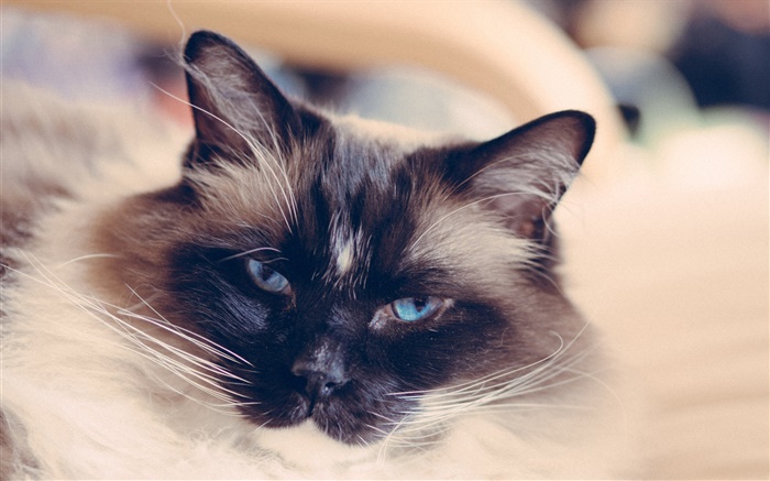 Blue eyes cat face, mustache Wallpapers Pictures Photos Images