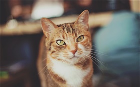 Brown color cat, yellow eyes HD wallpaper